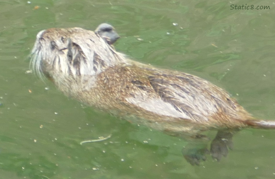 Baby Nutria in the water