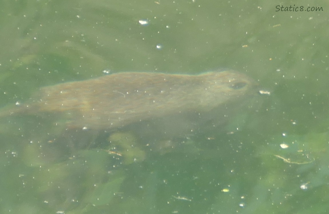 Baby Nutria swimming under the water