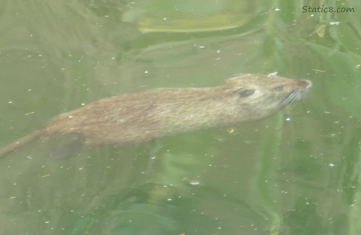 Baby Nutria coming up for air