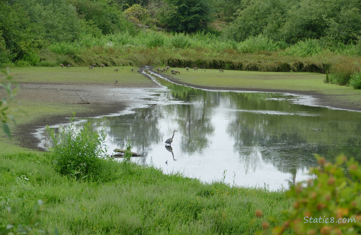 A shallow pond that is drying up with a Great Blue Heron walking in the middle