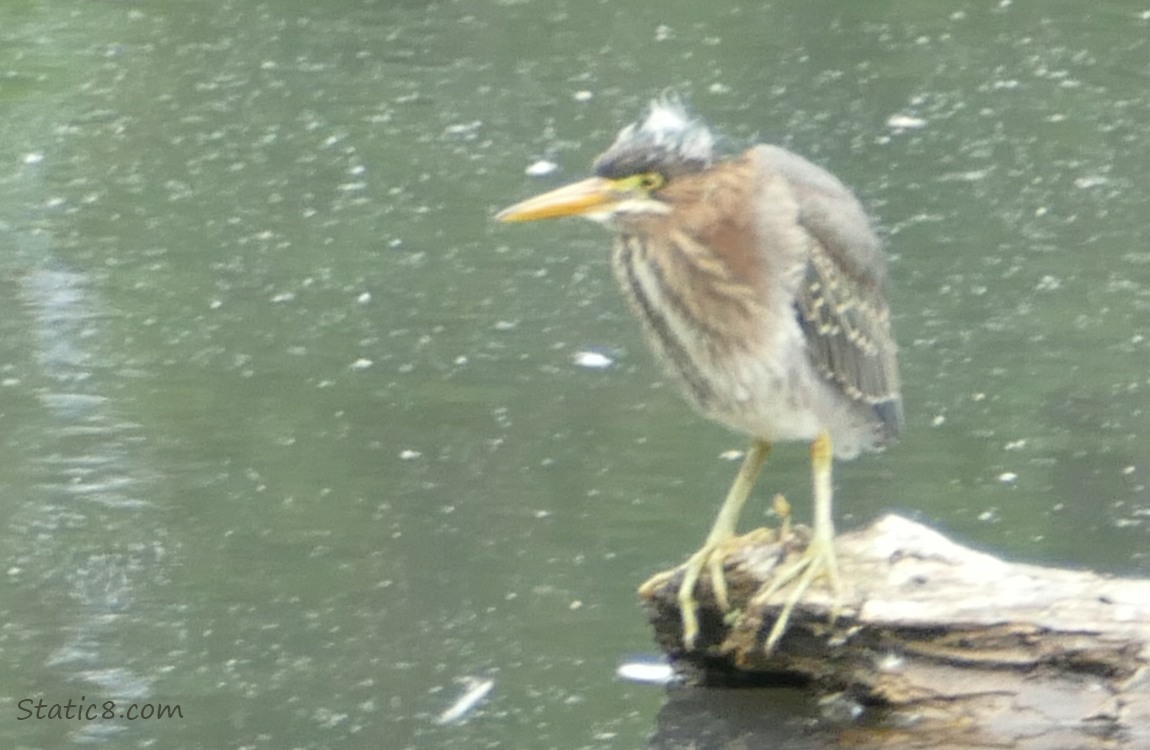 Green Heron standing on a rock in the water