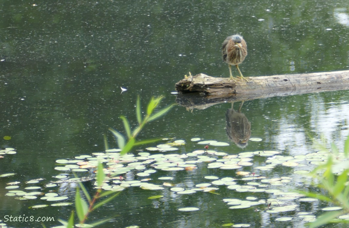 Green Heron standing on a log