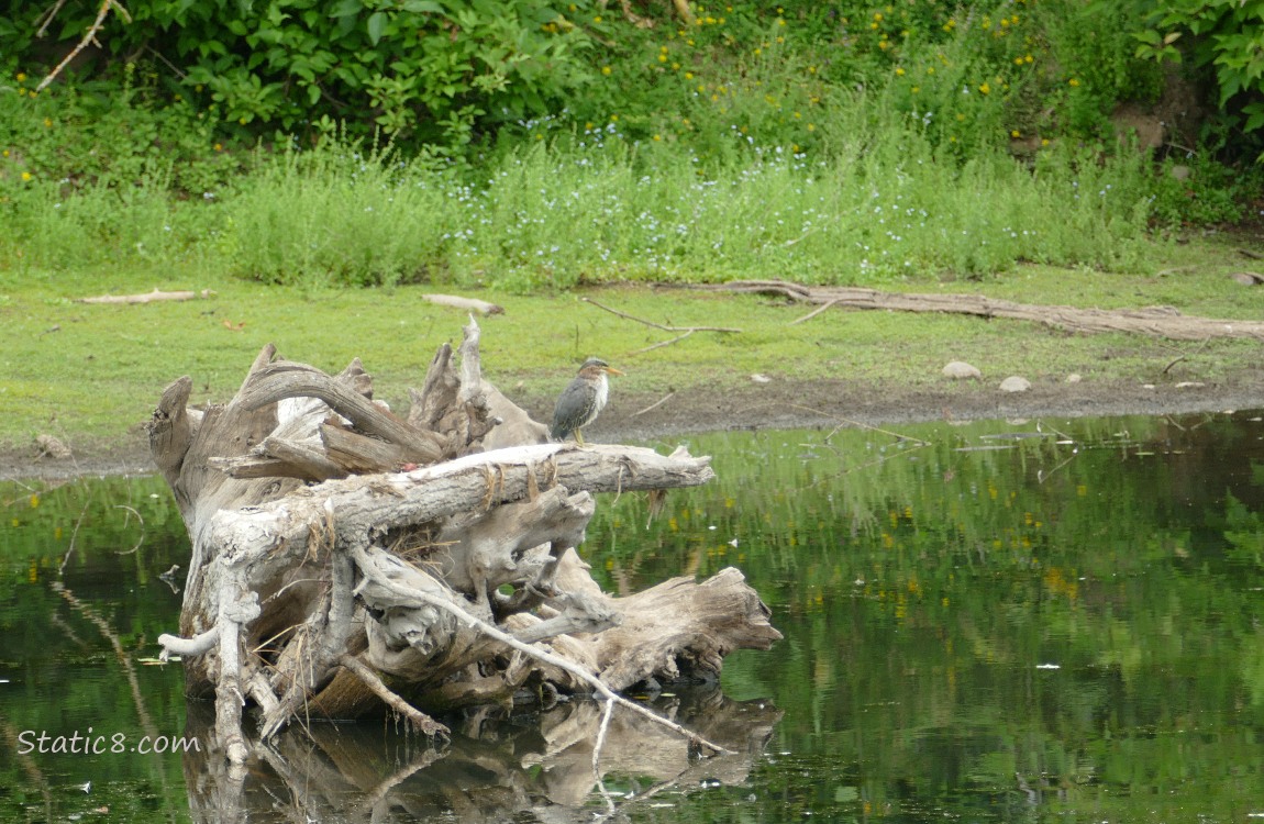 Green Heron standing on drift wood in a pond