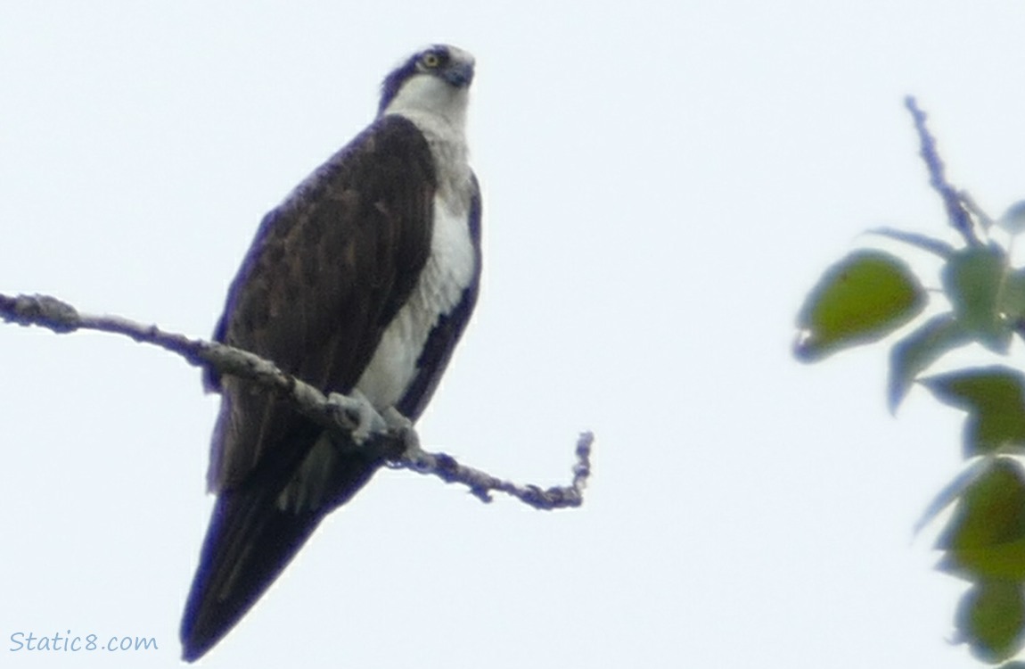 Osprey standing on the stick of a snag