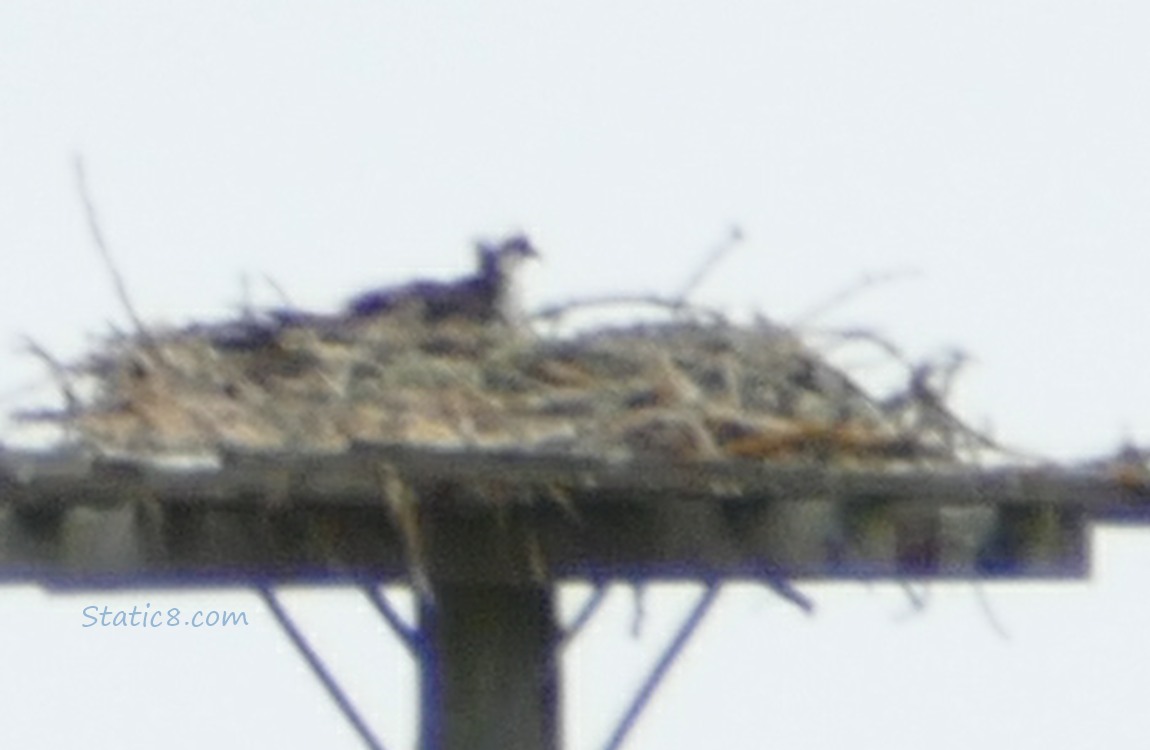 blurry Osprey in a platform nest