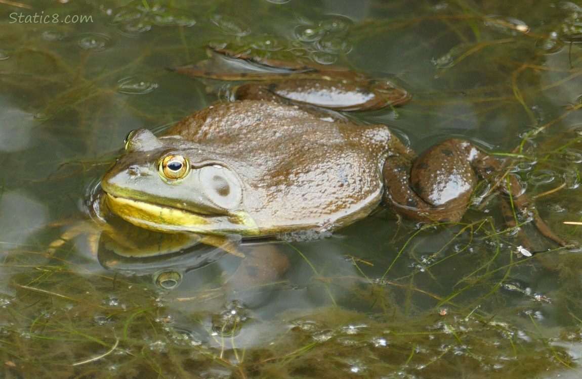 Bull Frog floating at the surface of the water