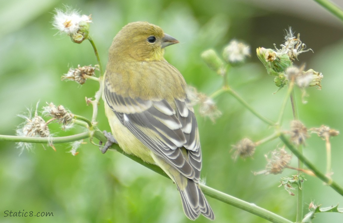 Lesser Goldfinch