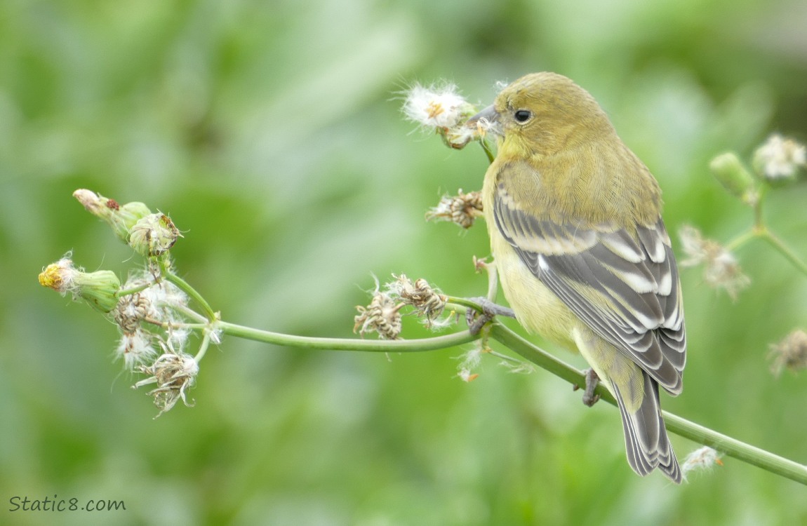 Lesser Goldfinch eating dandelion seeds