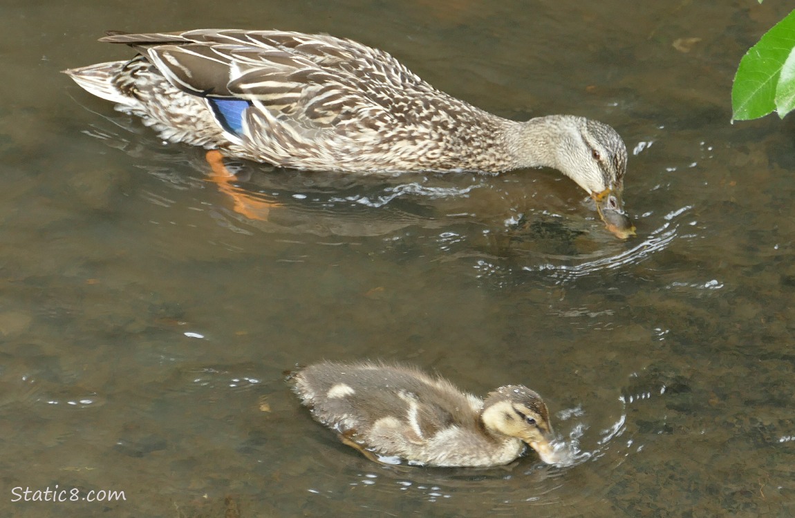 Mama Mallard with older duckling on the water