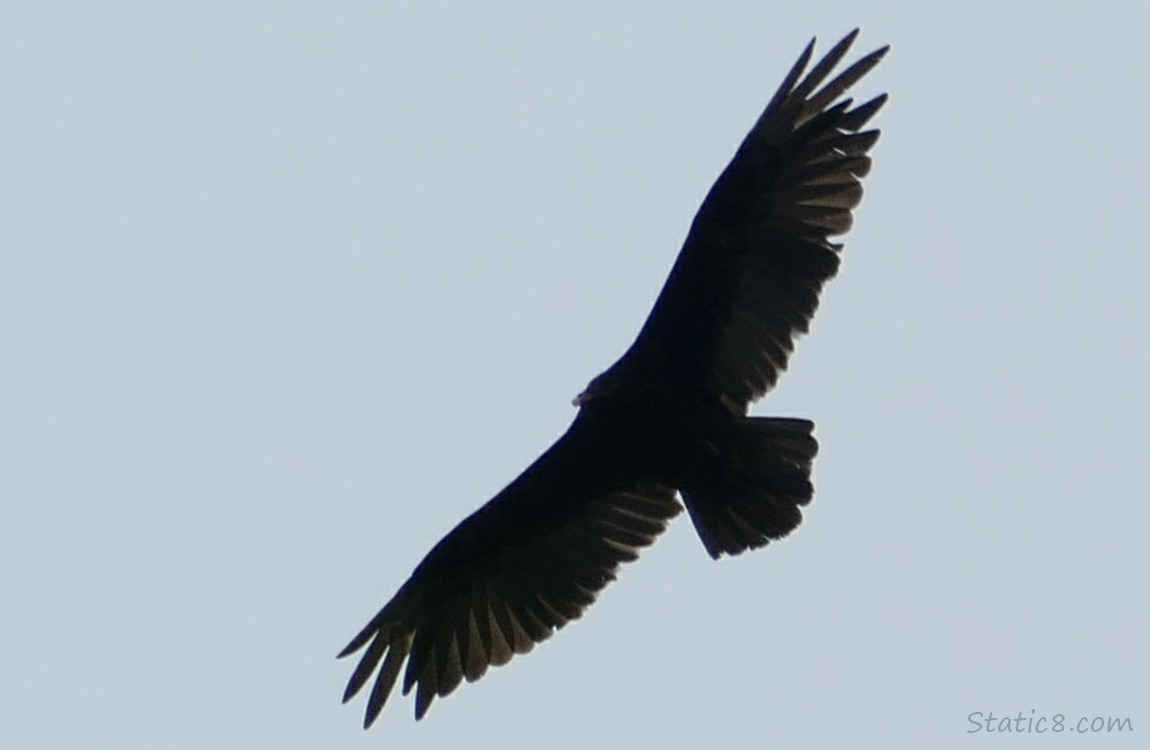 Turkey Vulture flying