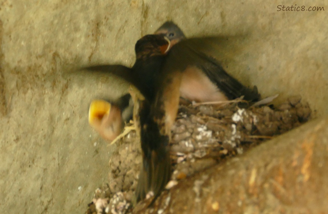 Parent Barn Swallow bringing food for babies