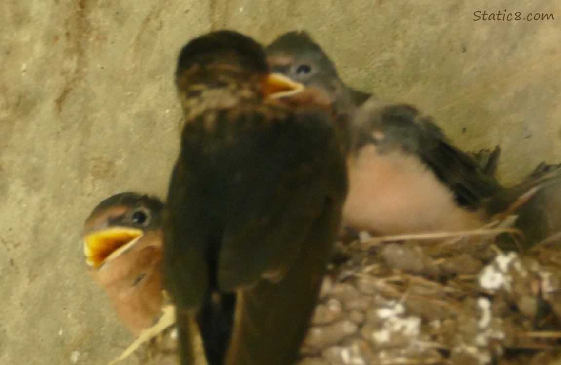 Parent Barn Swallow bringing food for babies