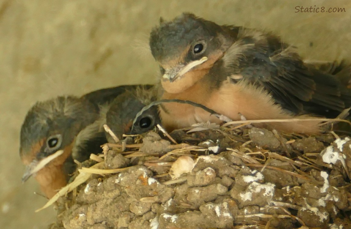 Three Barn Swallow nestlings in the nest