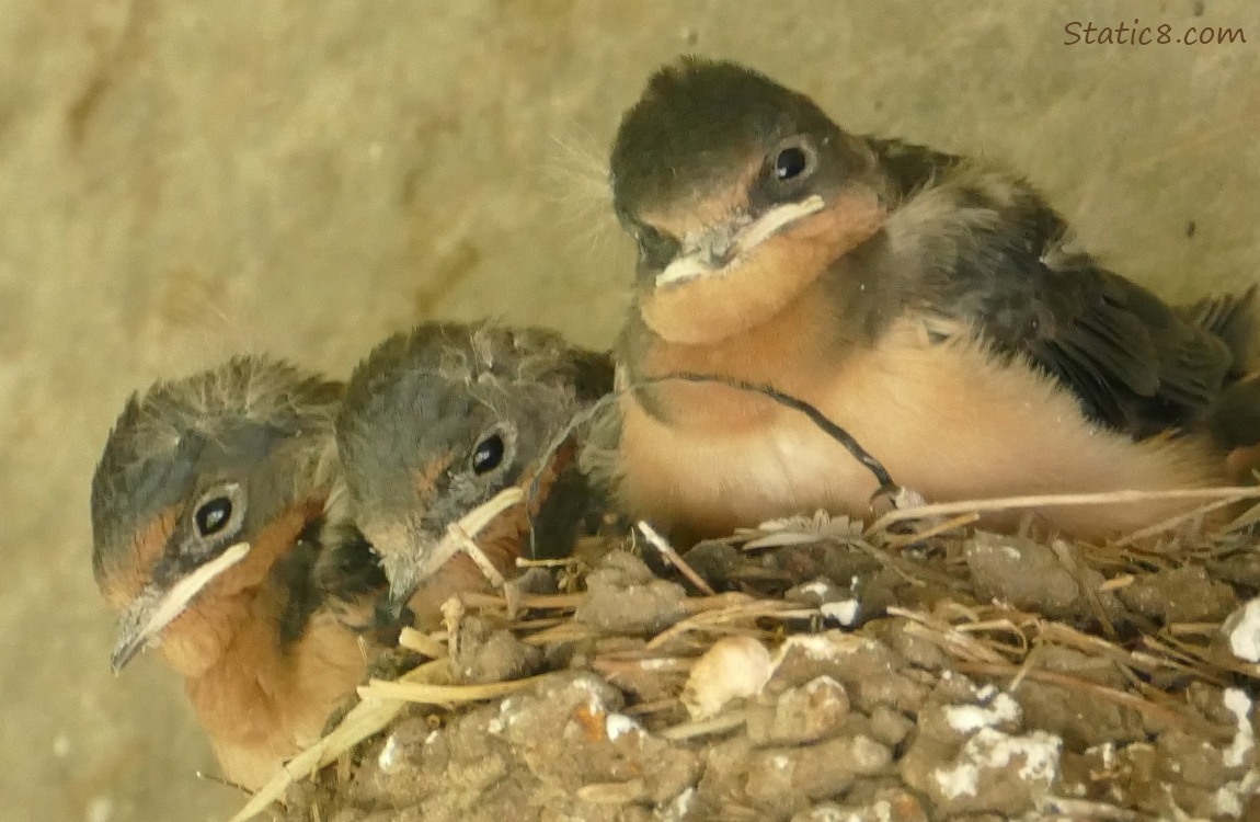 Barn Swallow nestlings in the nest