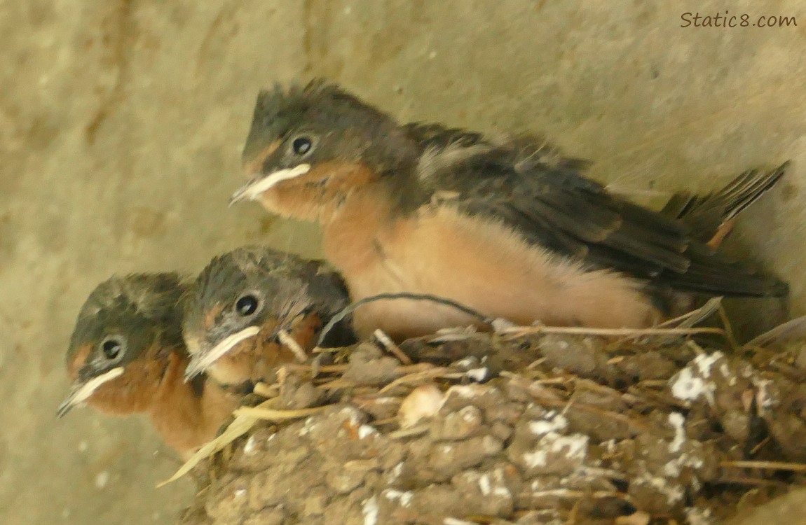 Barn Swallow nestlings in the nest, all looking