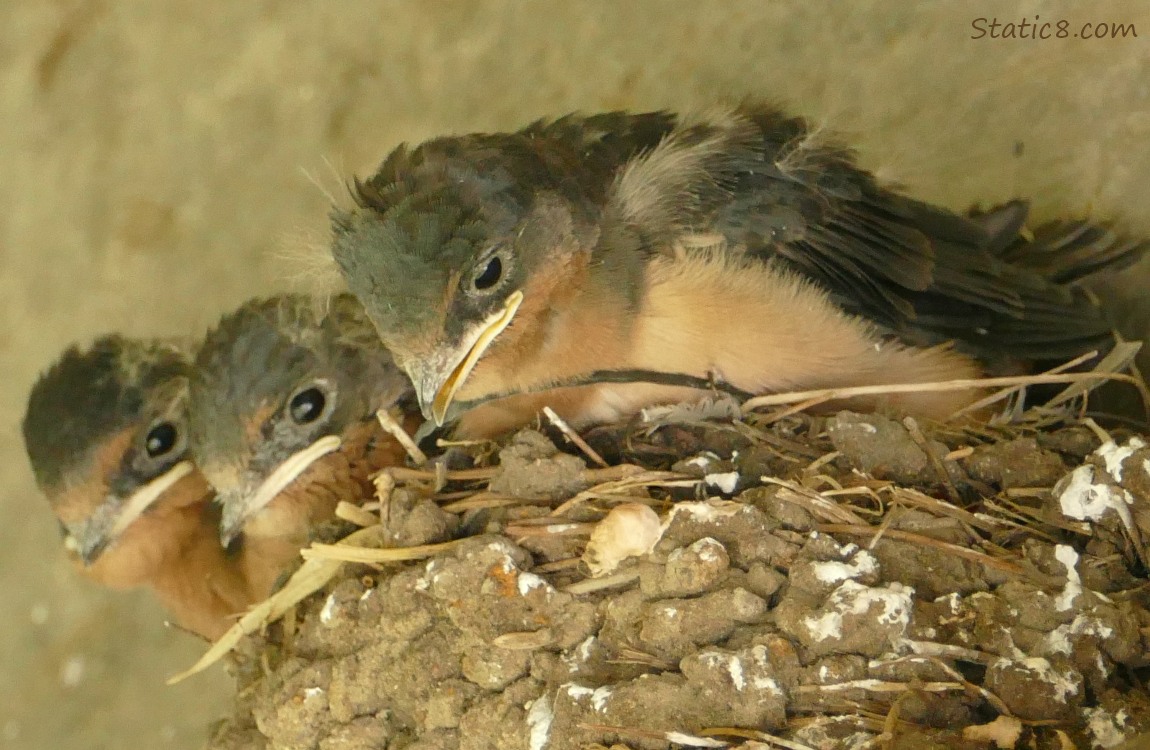 Barn Swallow nestlings in the nest, all looking down