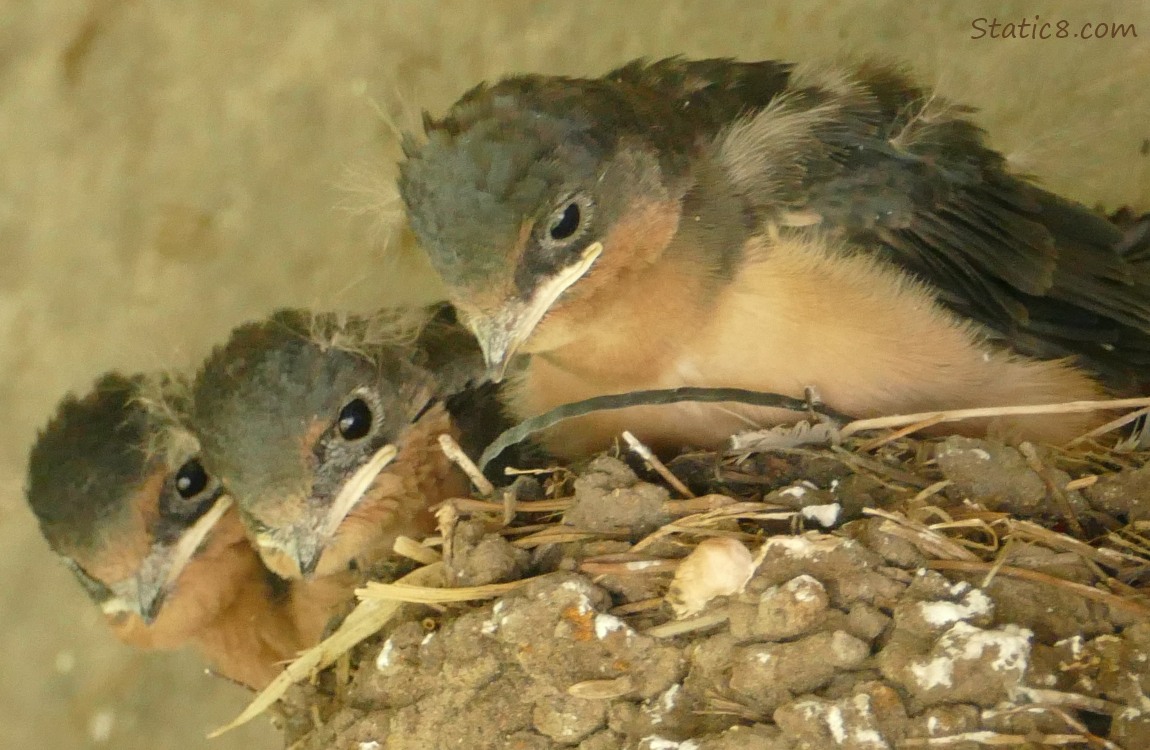 Barn Swallow nestlings in the nest, all looking down