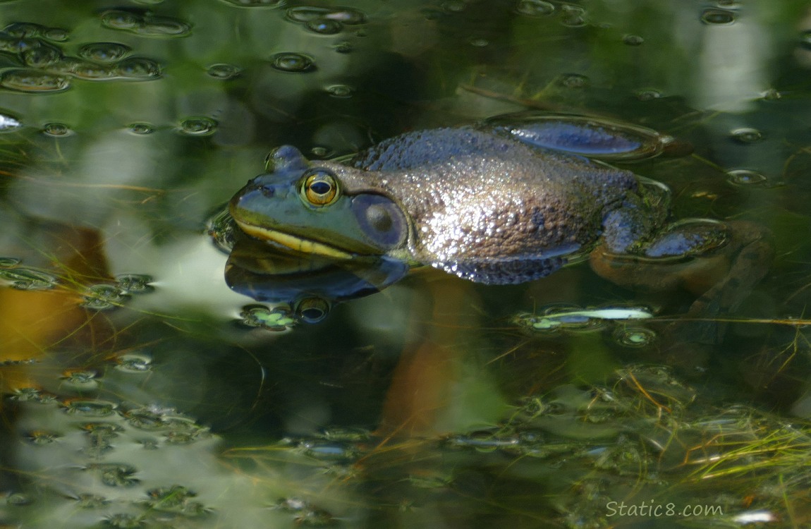 Bull Frog floating in the water