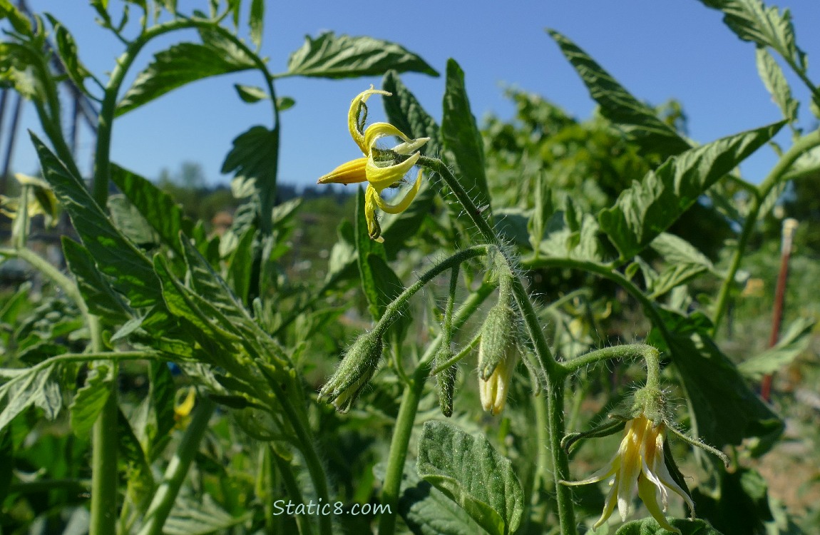 Tomato blooms and the blue sky