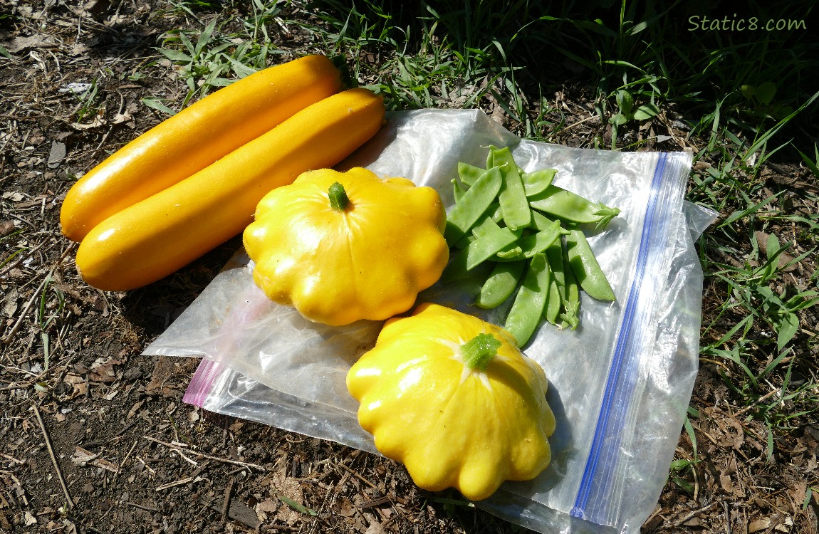 Two yellow zucchini, two yellow patty pans and a handful of sugar snap peas