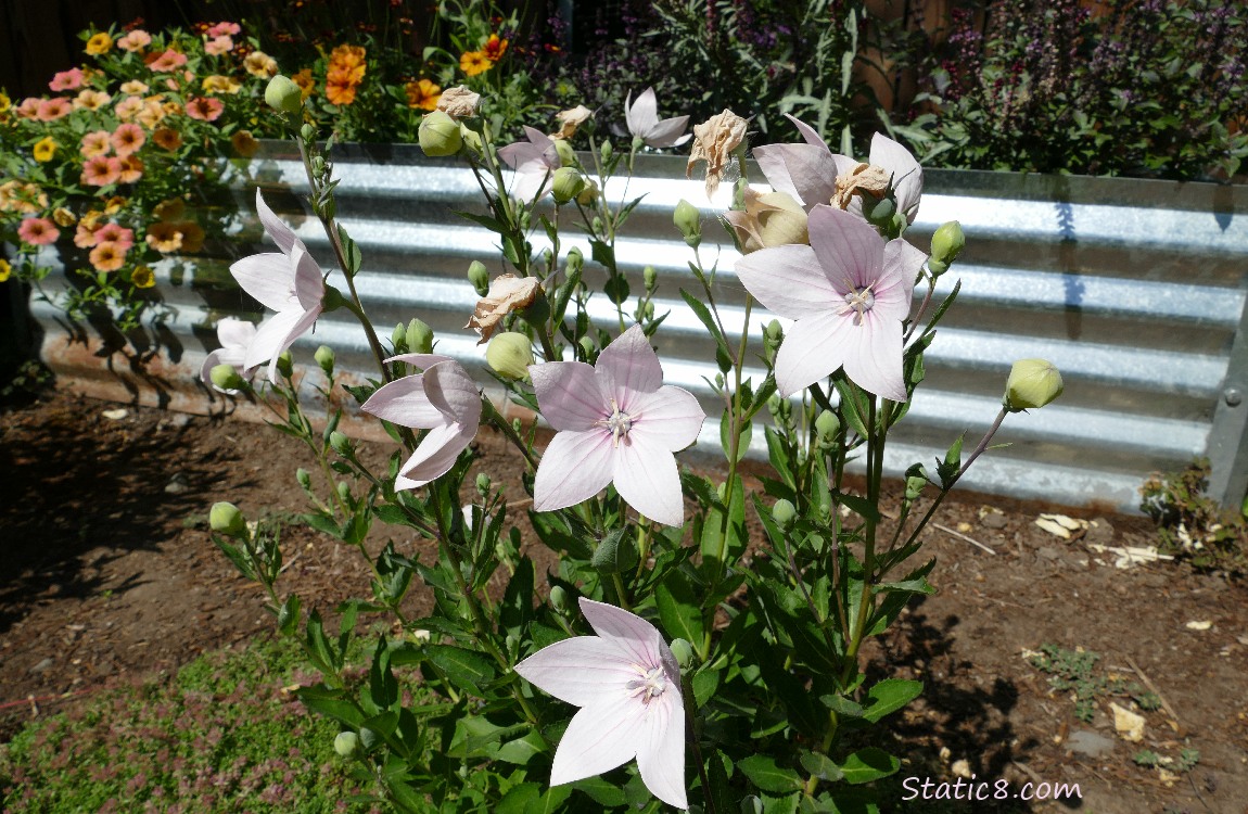 Pink flowers and orange flowers in the background