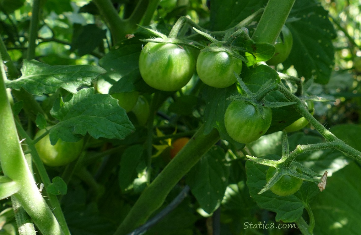 Green SunGold cherry tomatoes on the vine