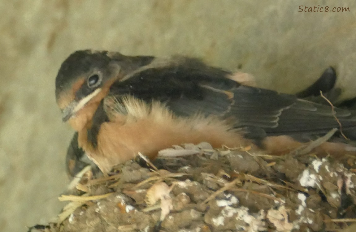 Barn Swallow nestling in the nest