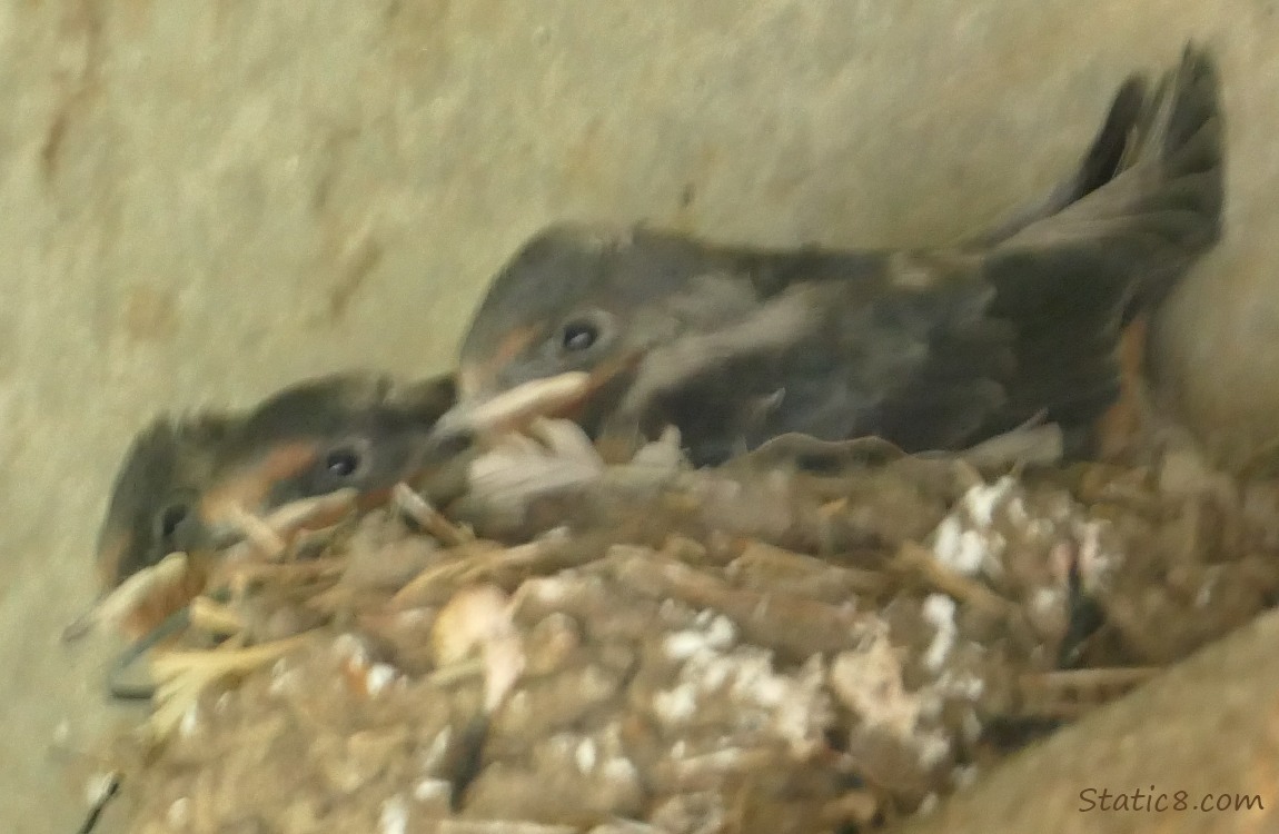 Barn Swallow nestlings in the nest