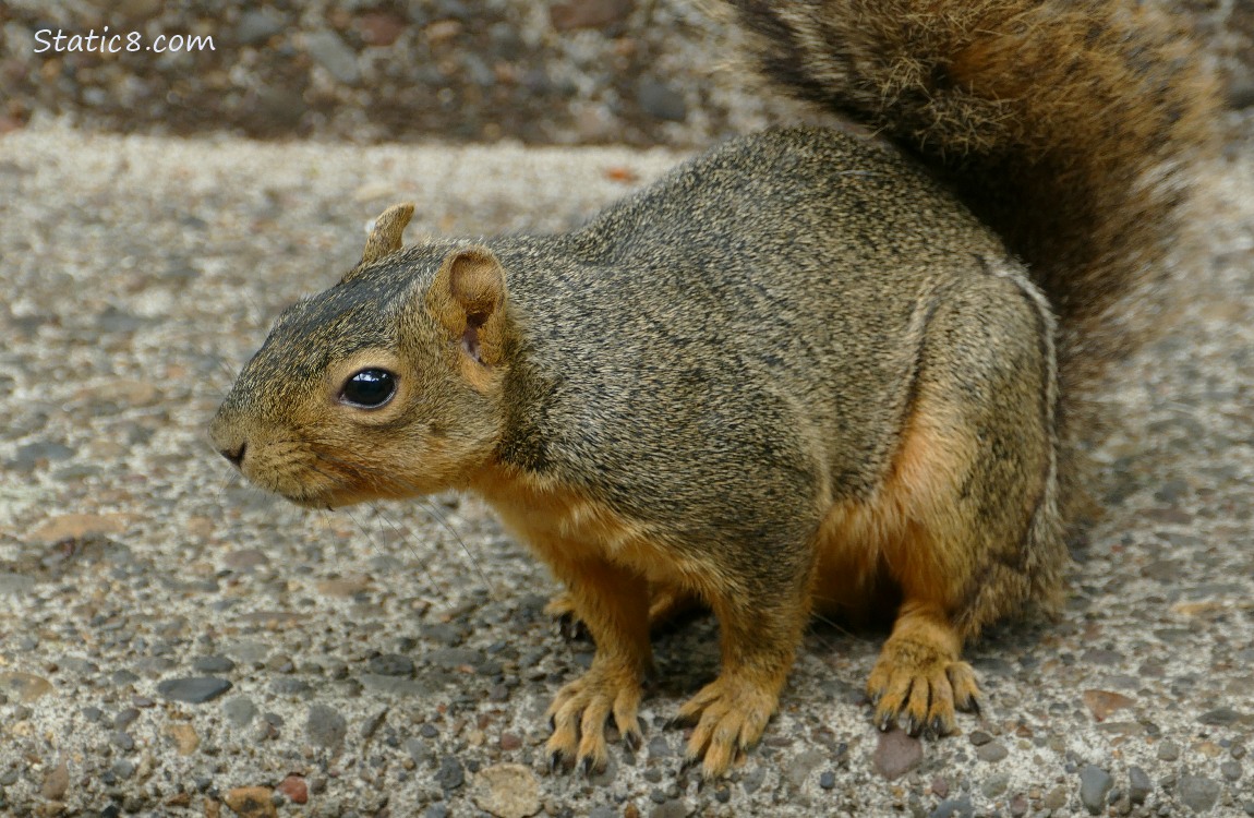 Eastern Fox Squirrel standing on the sidewalk