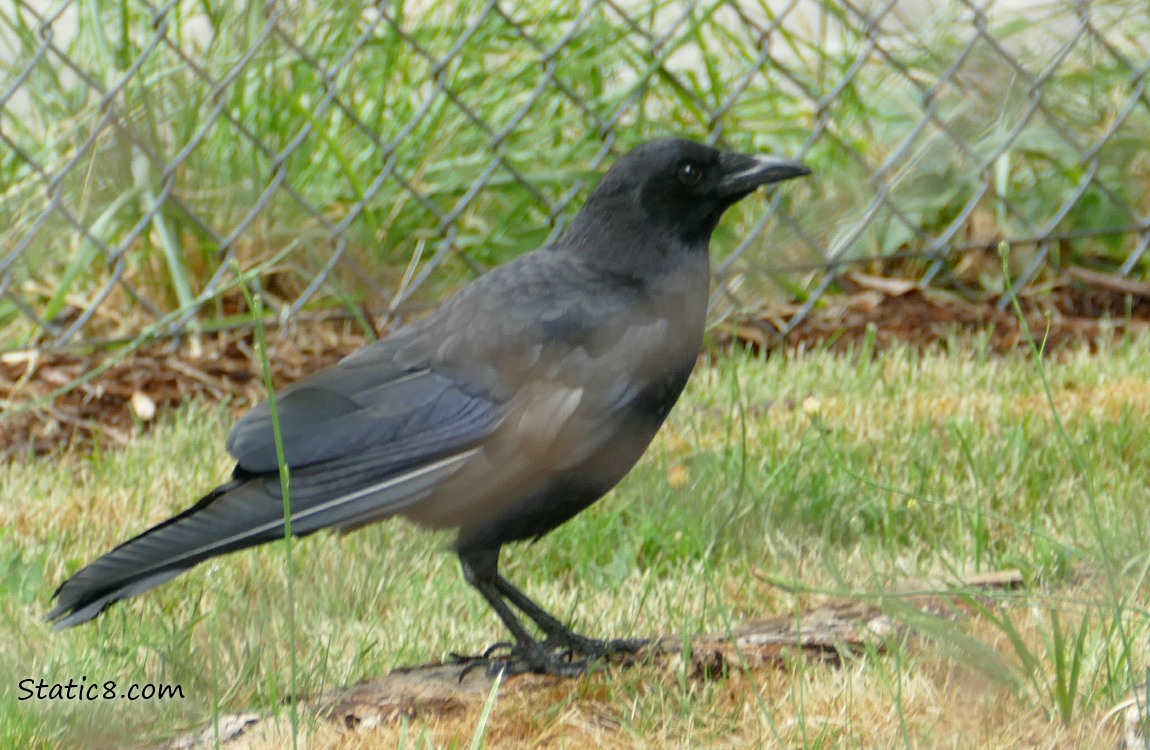 American Crow standing on a tree root in the grass