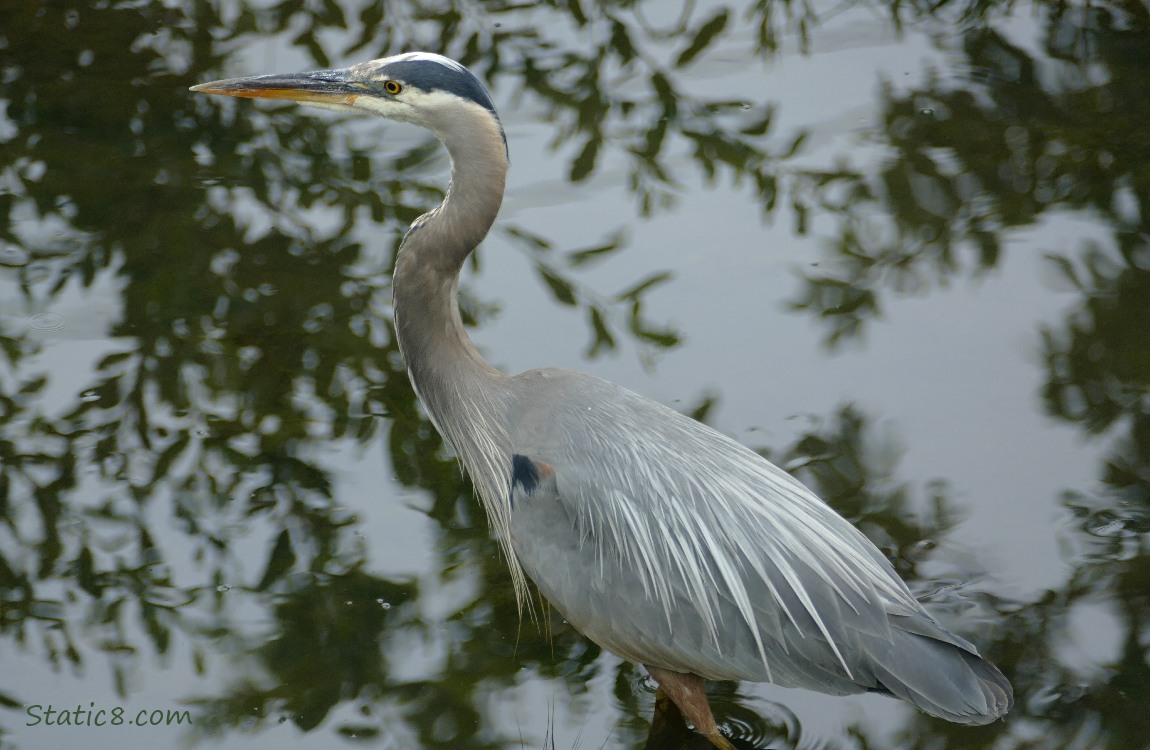 Great Blue Heron standing in the water