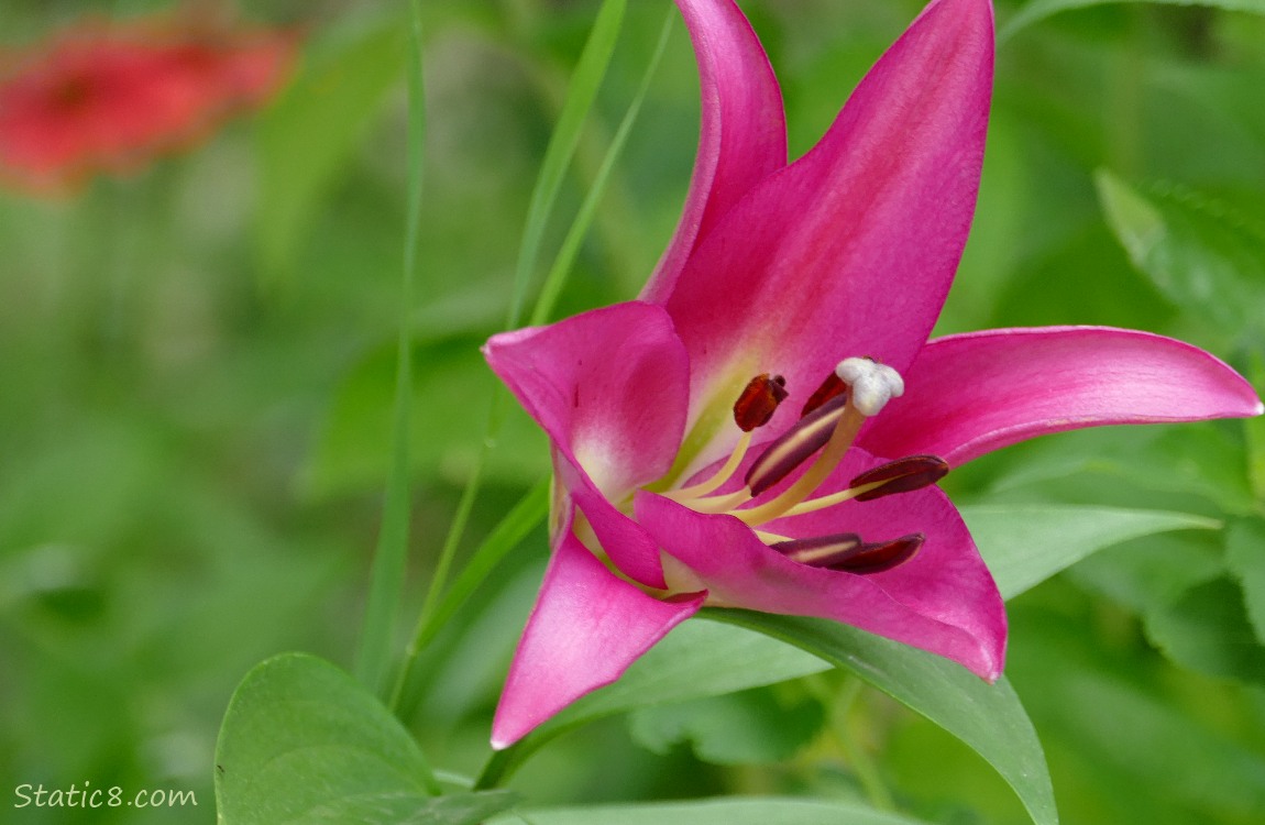 Hot pink Lily