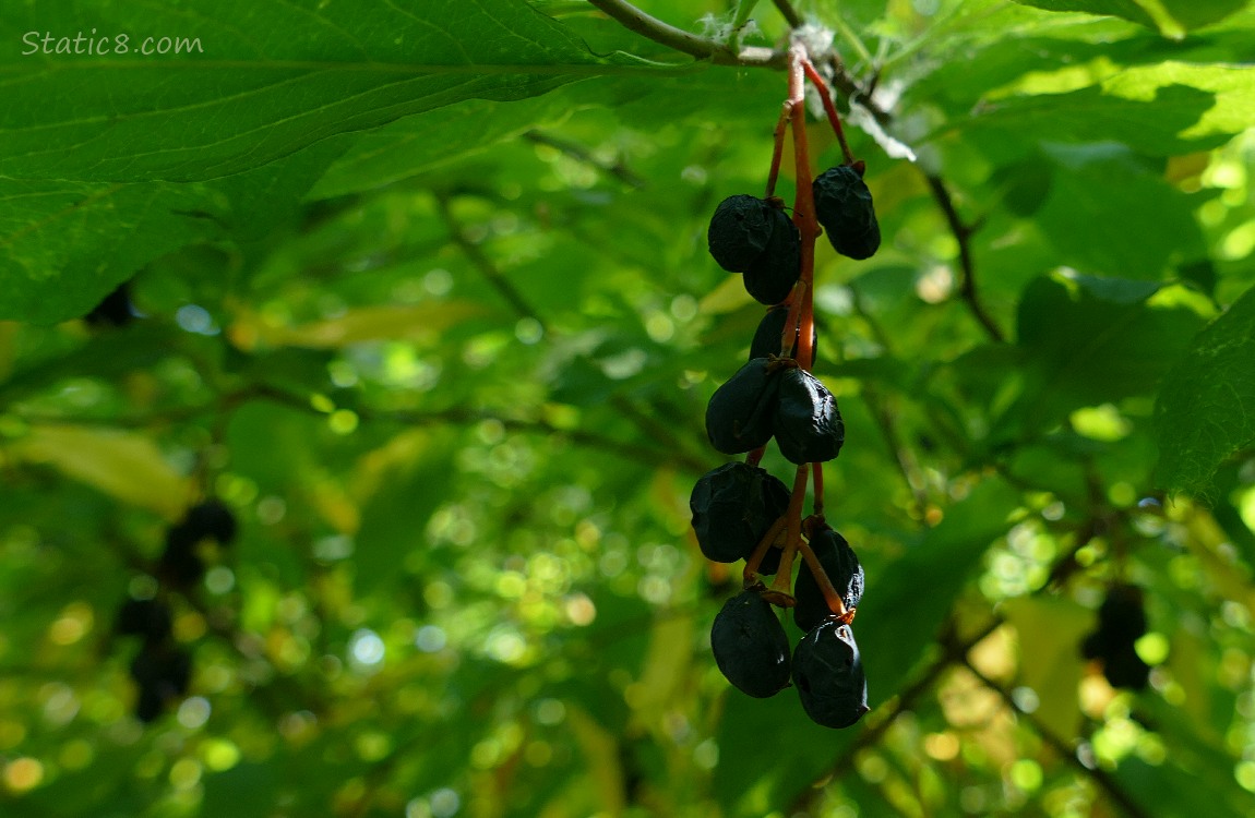 black and shriveled Osoberries, hanging from the tree