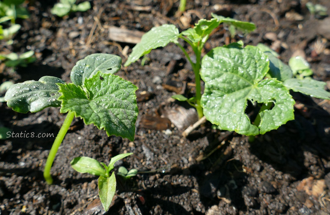 Cucumber seedling with a hole in the leaf