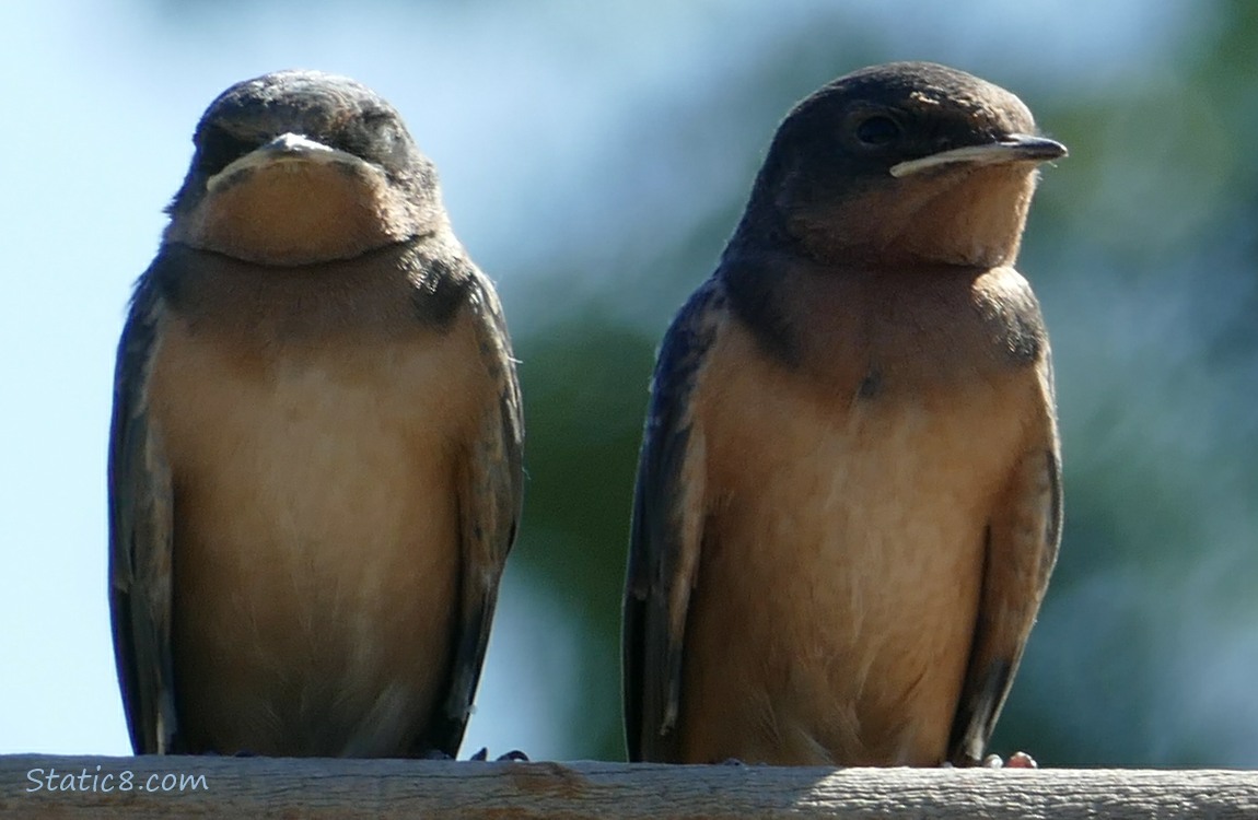 Two Barn Swallow fledglings standing on a fence