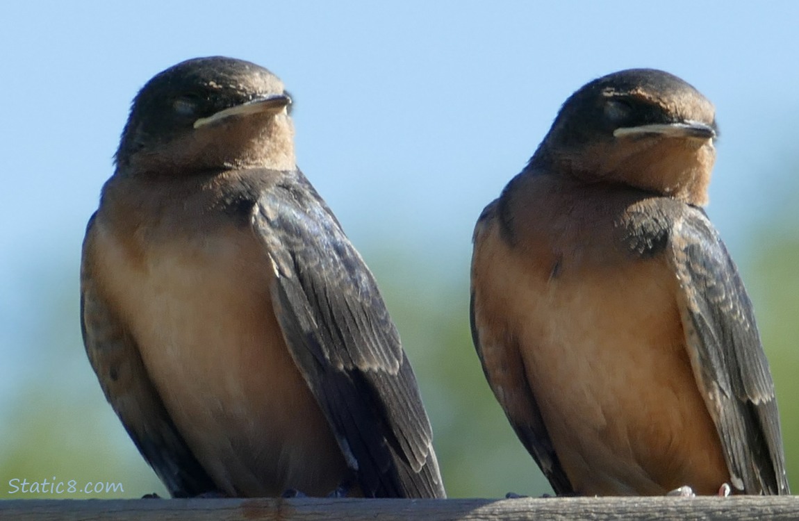 Two Barn Swallow fledglings standing on a fence with their eyes closed