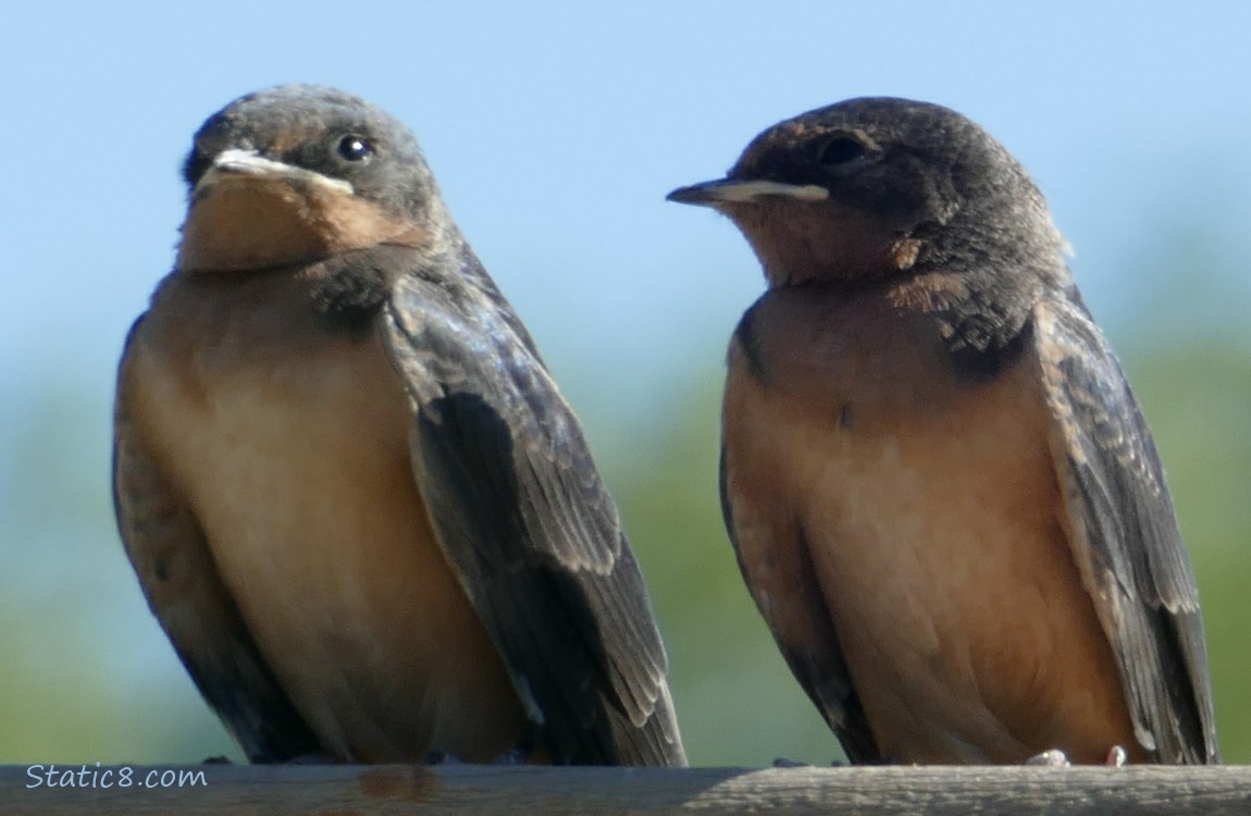 Two Barn Swallow fledglings standing on a fence