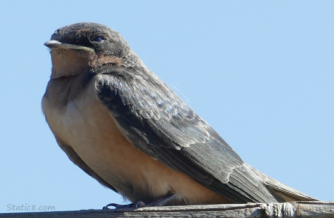 Barn Swallow fledgling standing on a fence