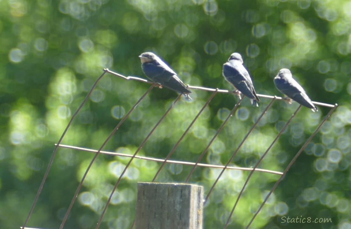 Barn Swallow fledglings on a wire trellis