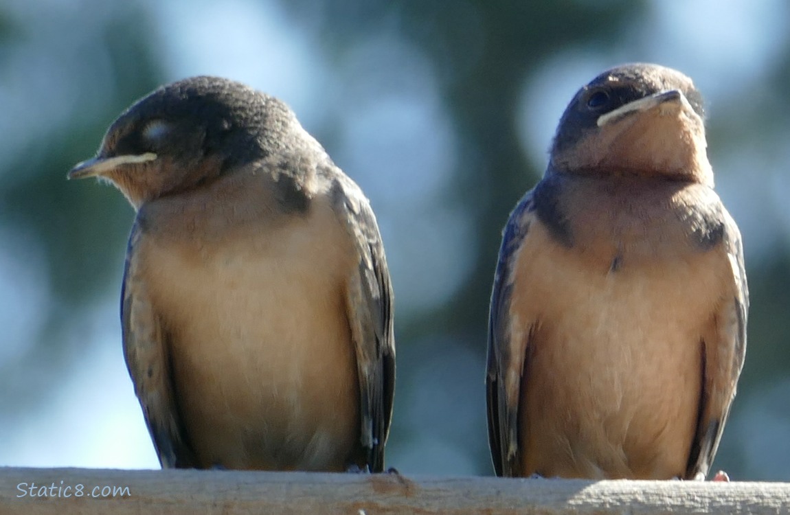 Two Barn Swallow fledglings standing on a fence