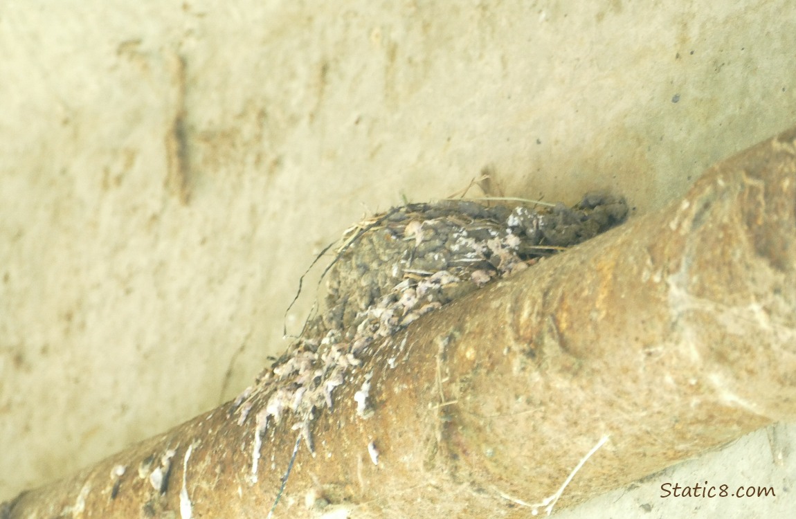 Empty Barn Swallow nest