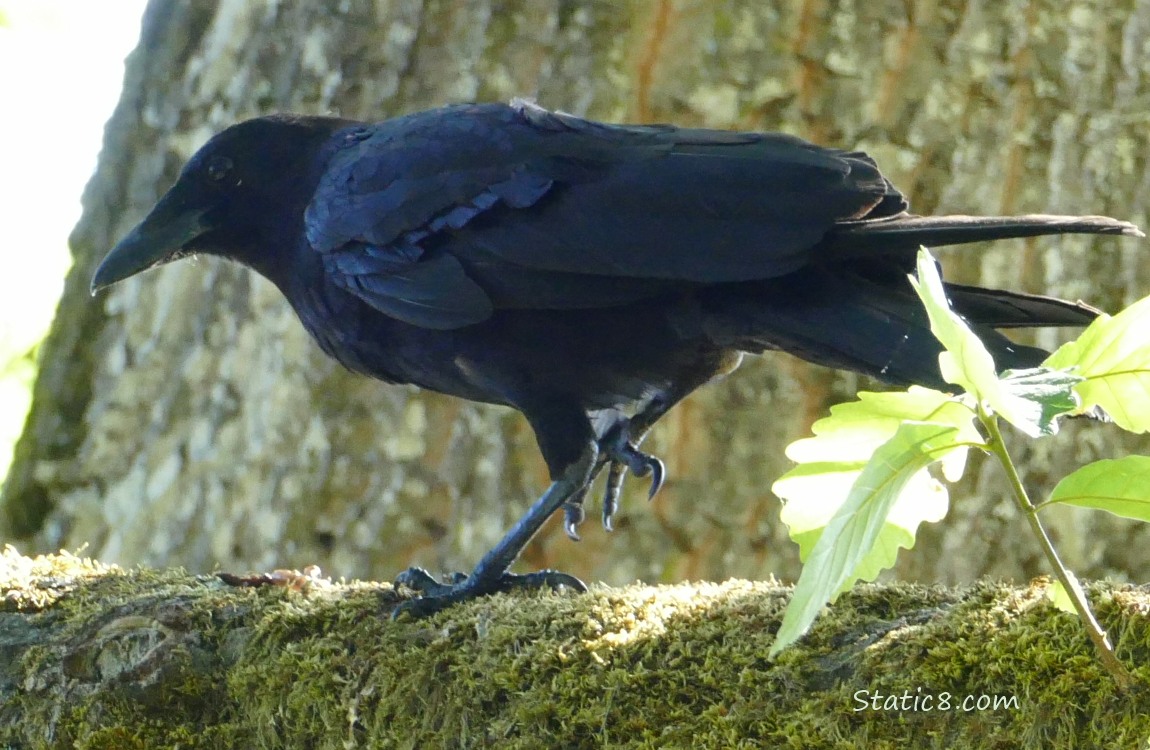 American Crow standing on a branch