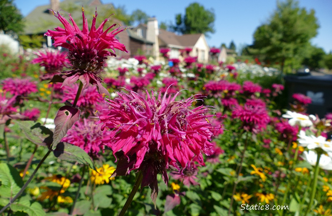 Flowers in a neighborhood yard