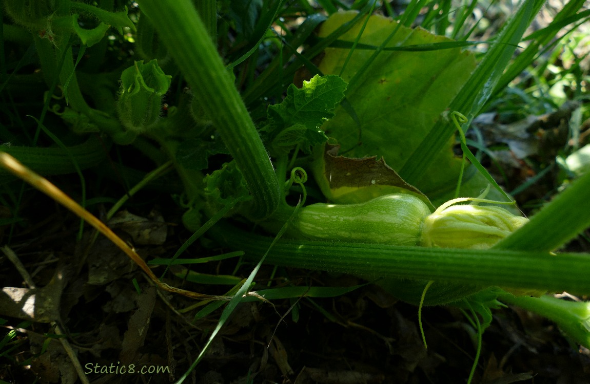 small Butternut fruit growing on the vine