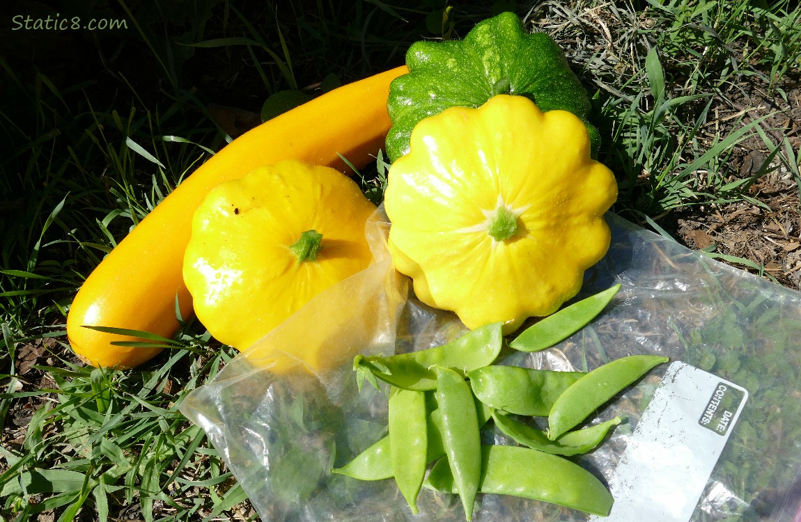 Yellow Zuc, Patty Pans and Snap Peas