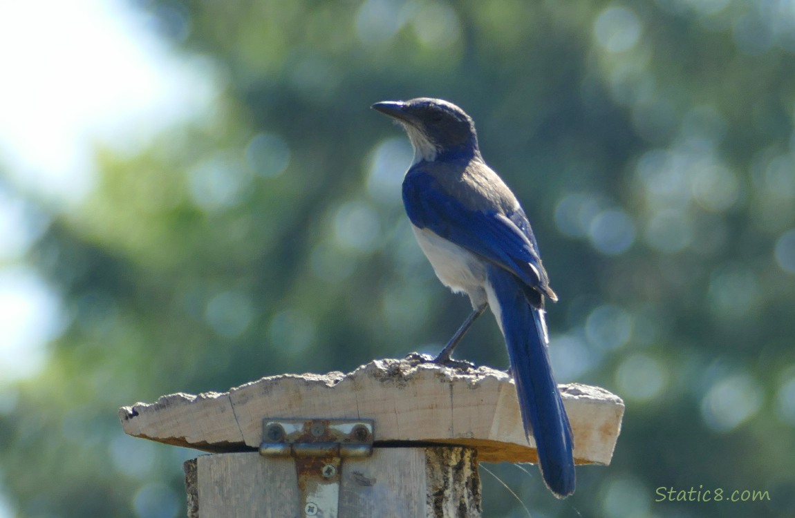 Western Scrub Jay standing on a nesting box