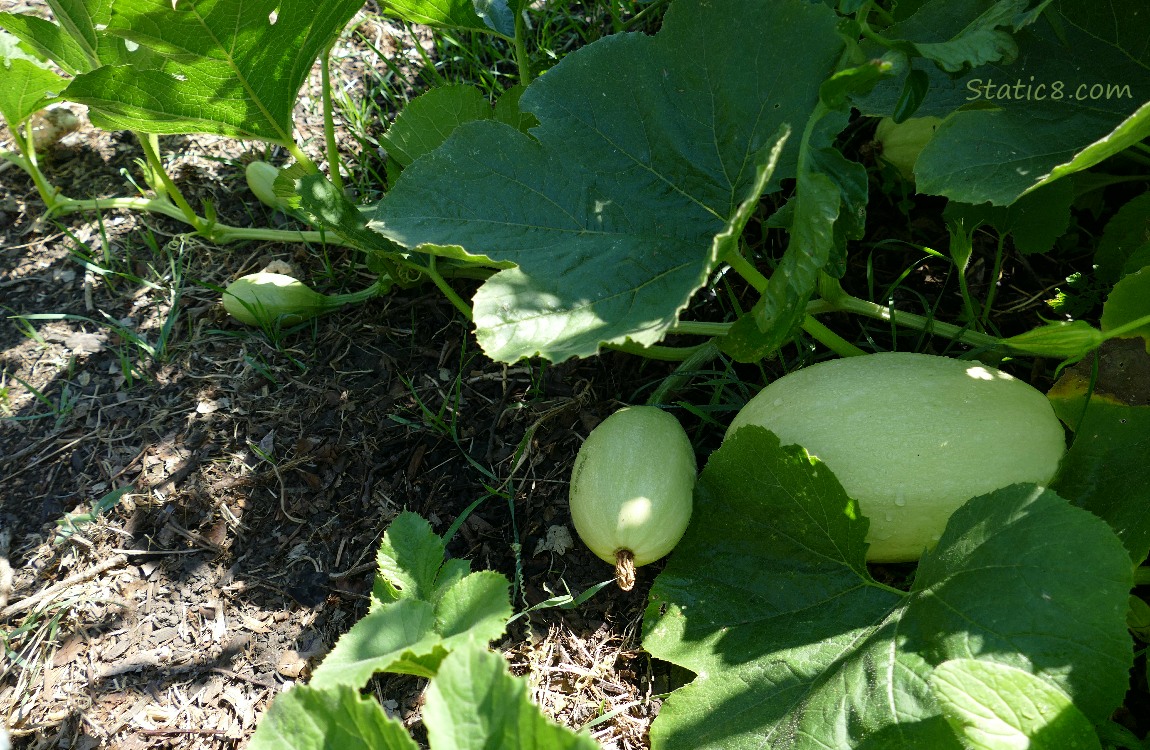 Various sizes of Spaghetti Squash fruits on the vine