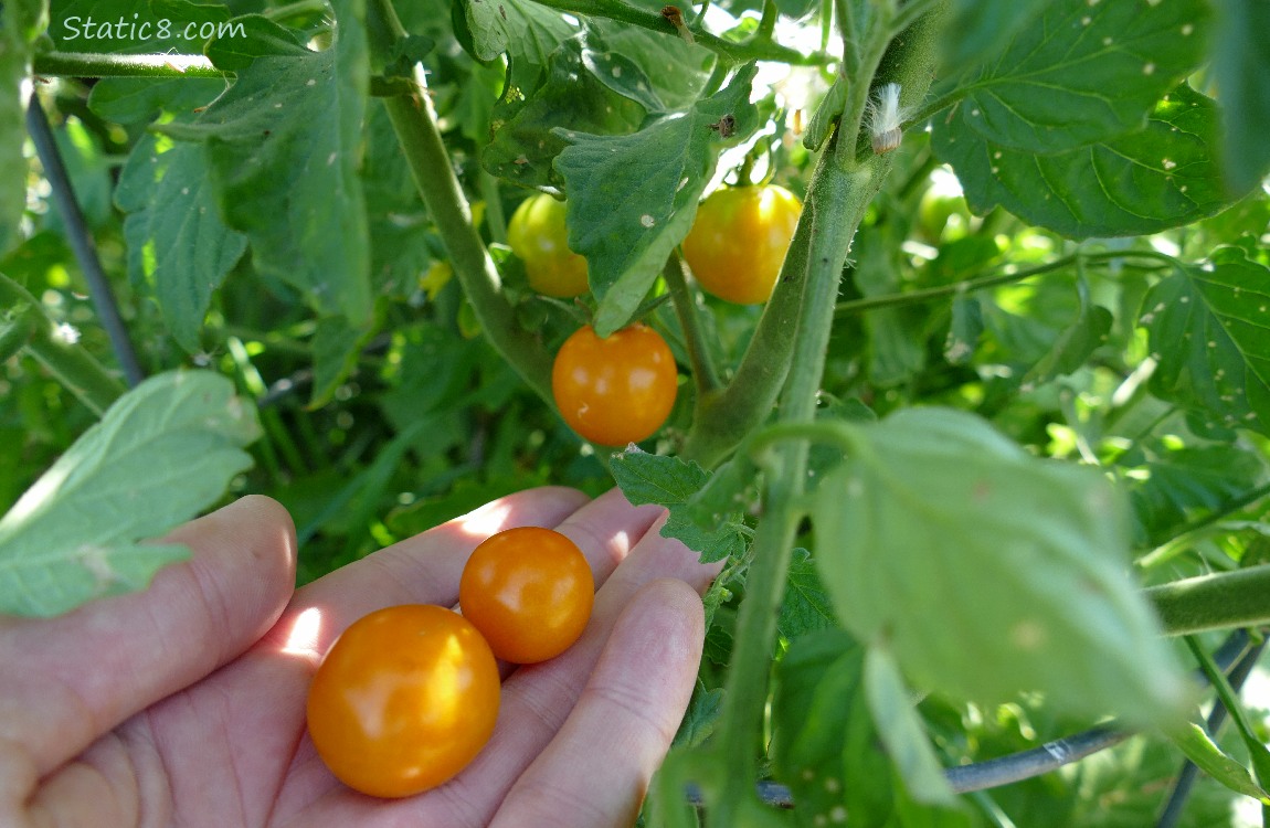 SunGold cherry tomatoes in hand and on the vine