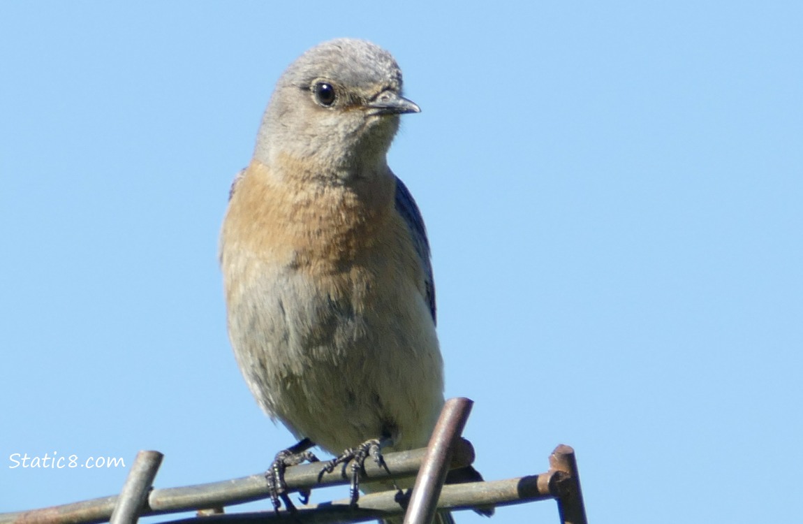 Female Western Bluebird standing on a wire trellis