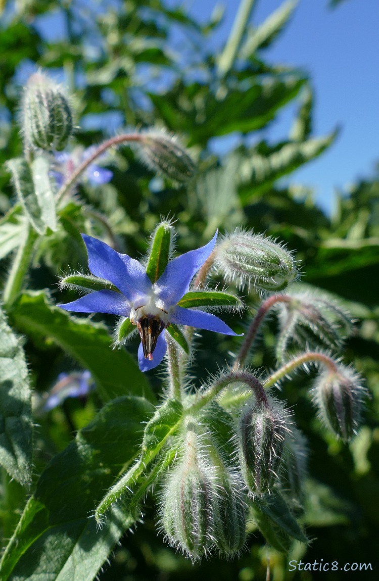 Borage bloom with the blue sky in the background